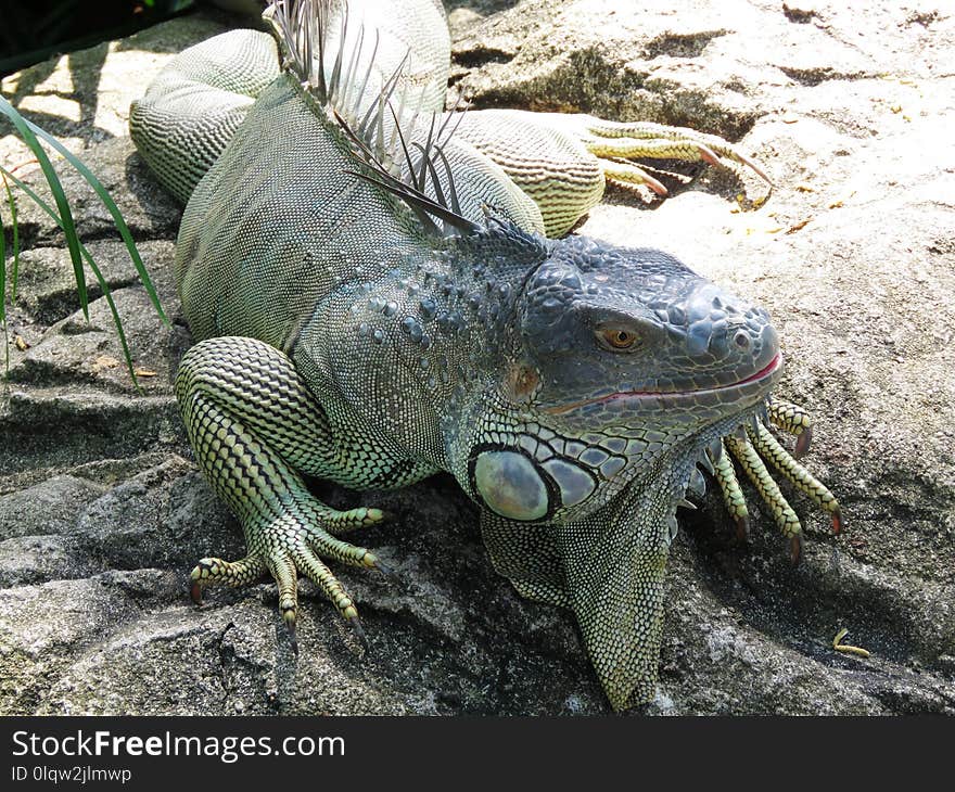 Reptile, Scaled Reptile, Iguana, Iguania