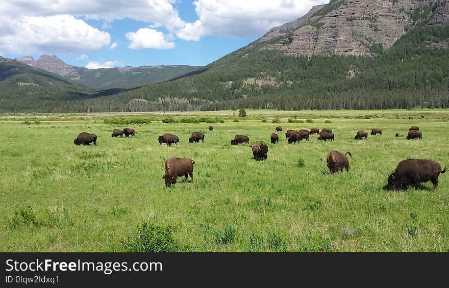 Grassland, Pasture, Highland, Nature Reserve