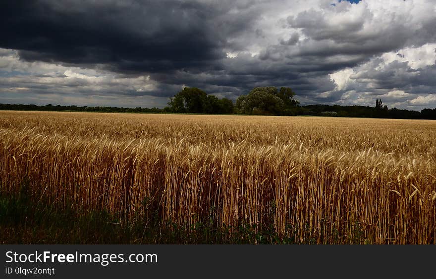 Sky, Field, Crop, Cloud