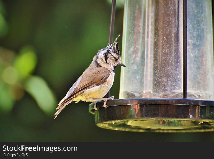 Bird, Fauna, Beak, Wildlife