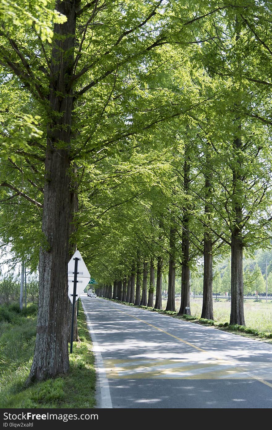 Tree, Nature, Path, Woody Plant