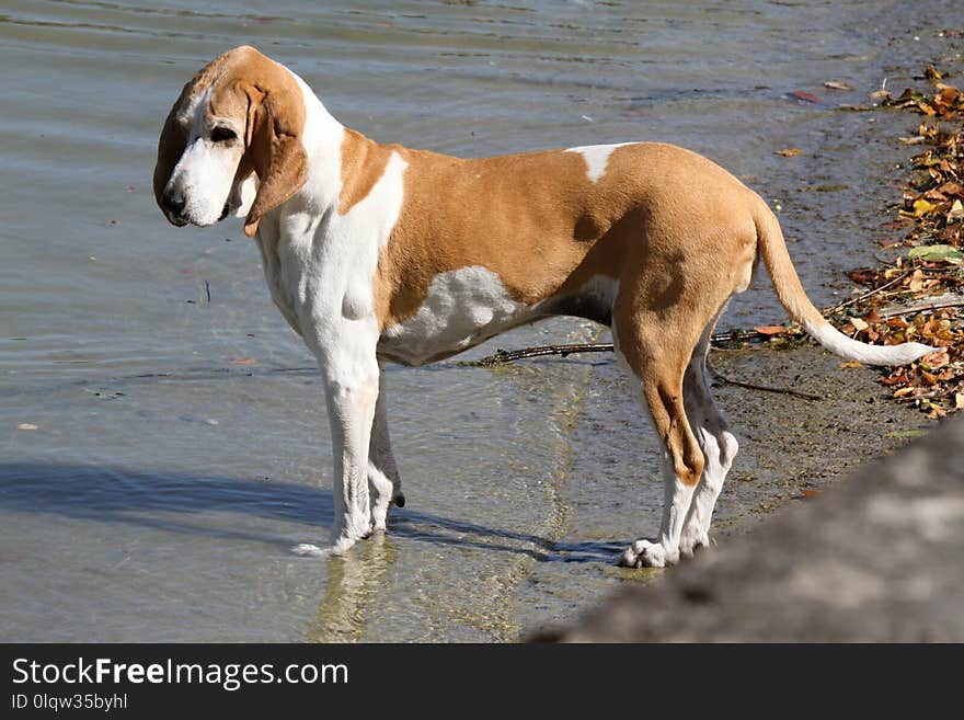 Dog Breed, Dog, English Foxhound, Dog Like Mammal