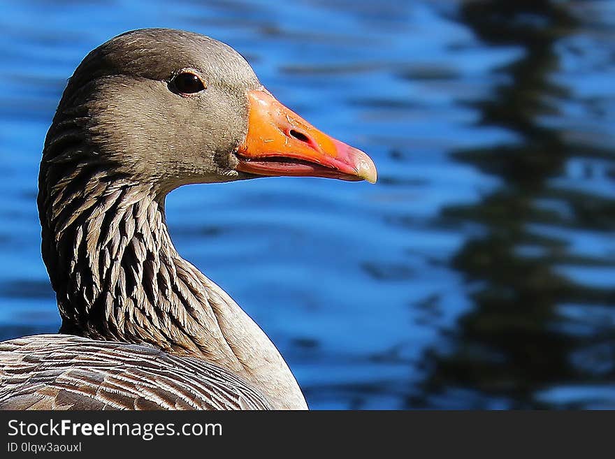 Beak, Bird, Water Bird, Ducks Geese And Swans