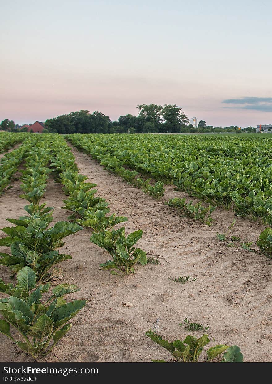 Agriculture, Crop, Field, Sky