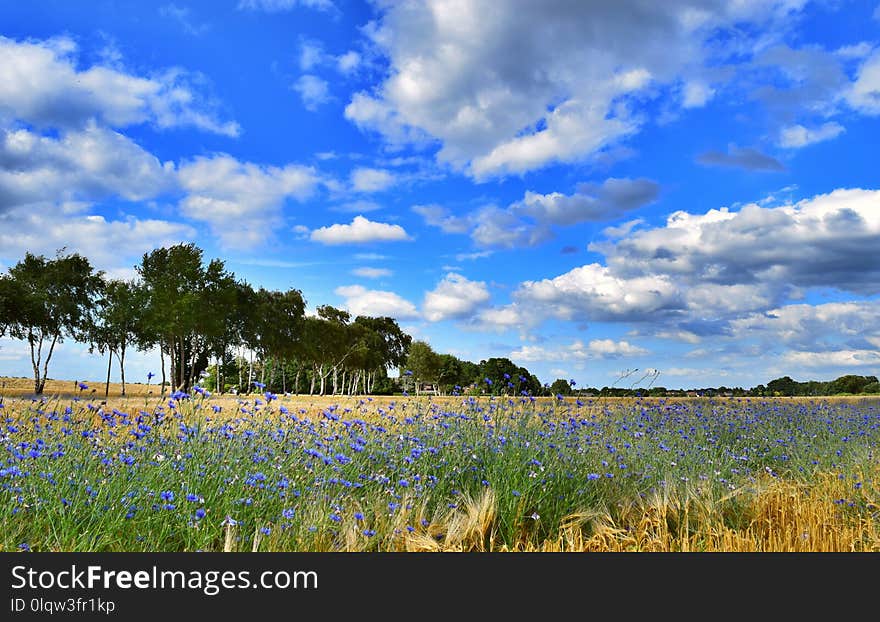 Sky, Field, Wildflower, Grassland