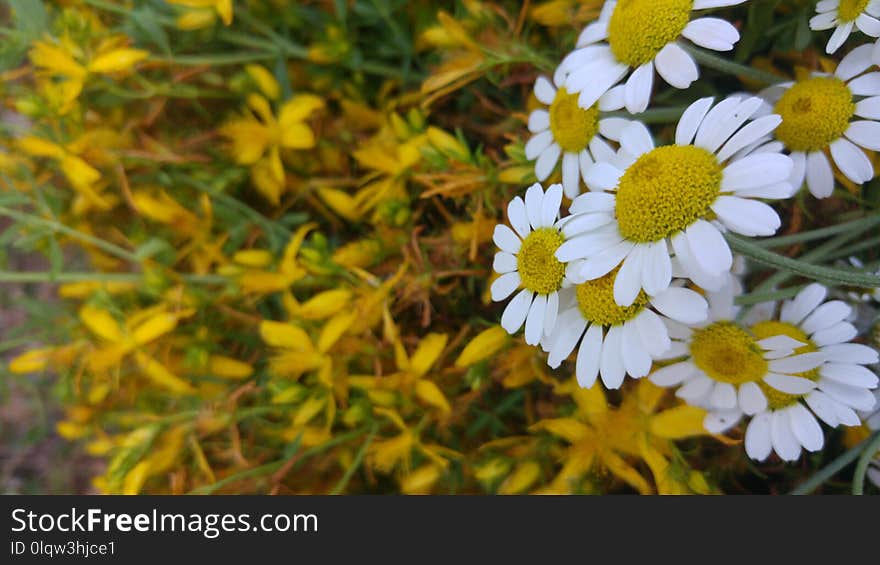 Flower, Yellow, Chamaemelum Nobile, Flora