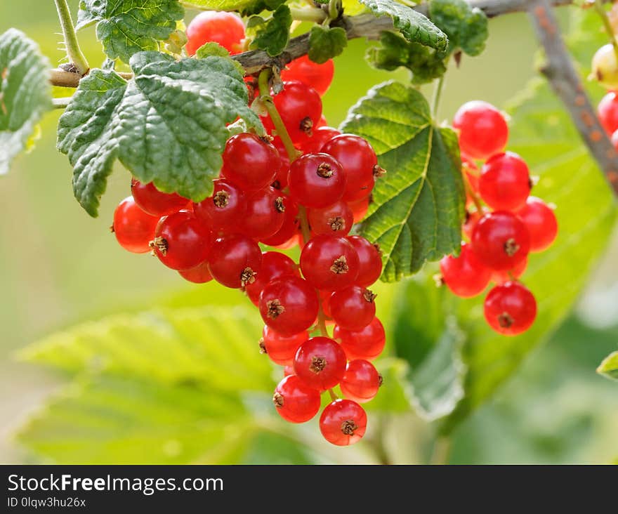 Berry, Fruit, Currant, Gooseberry