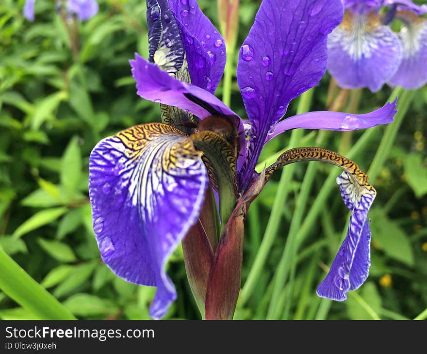 Flower, Plant, Iris Versicolor, Flowering Plant