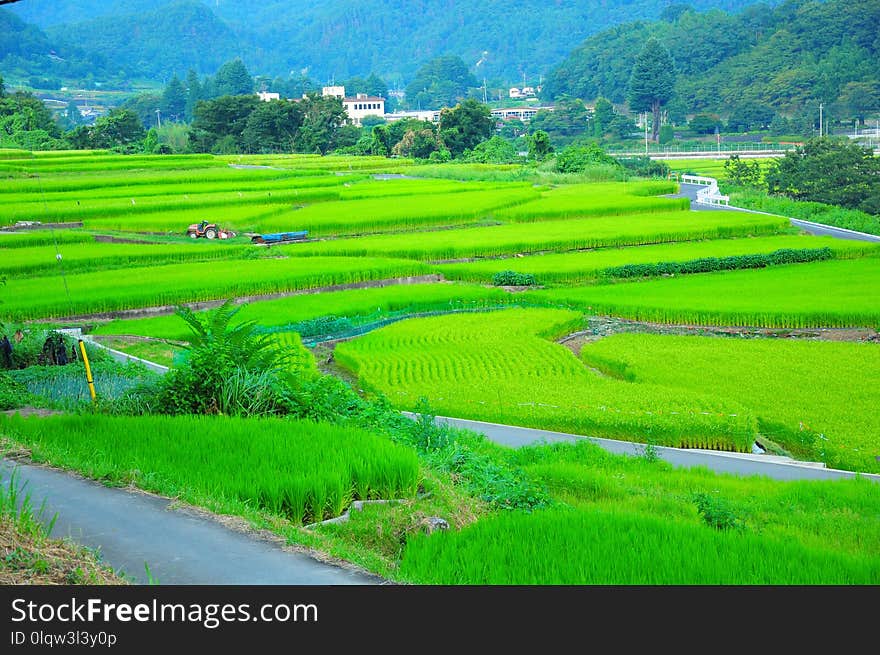 Paddy Field, Grassland, Field, Agriculture