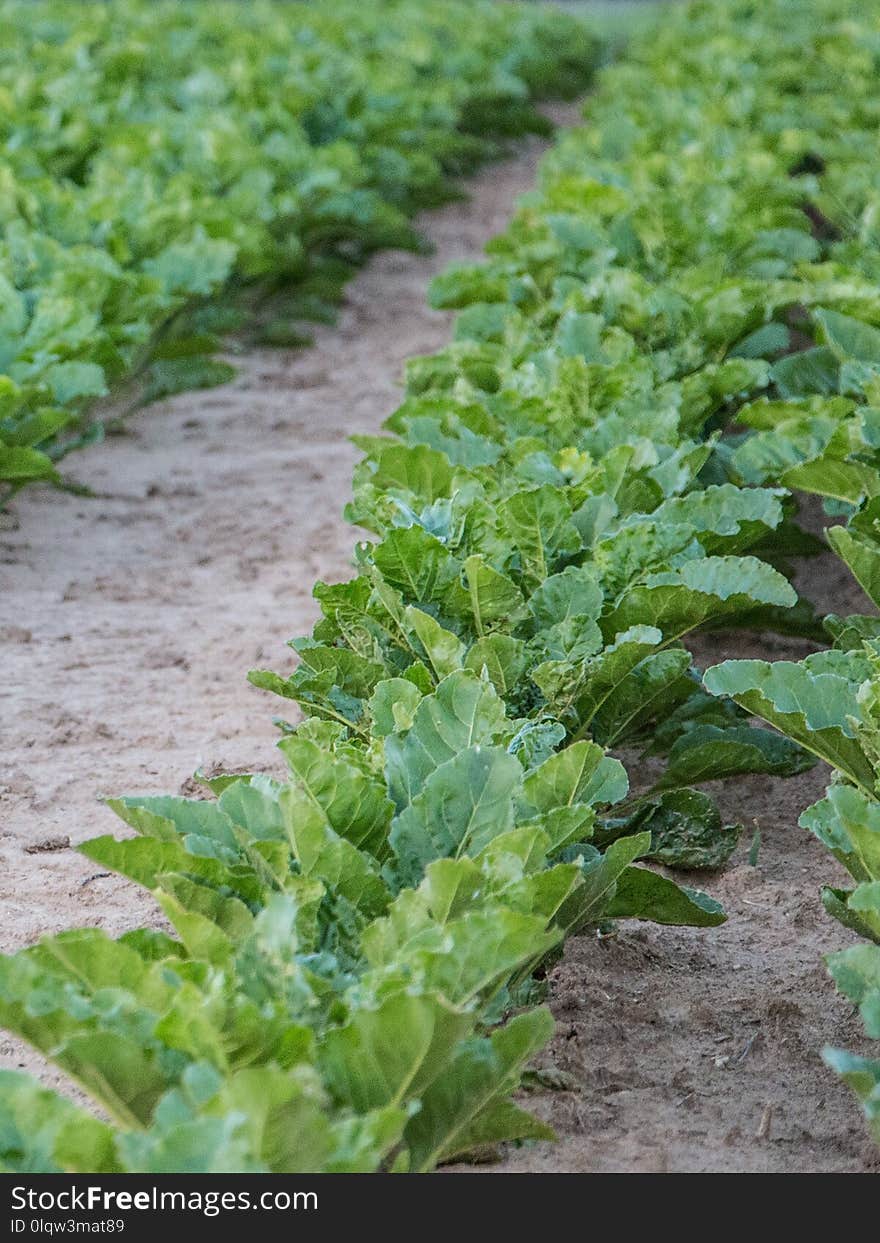 Leaf Vegetable, Agriculture, Crop, Plant