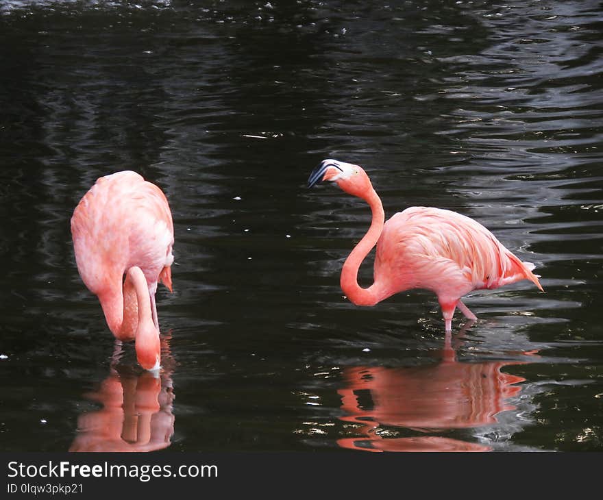 Flamingo, Water Bird, Bird, Water