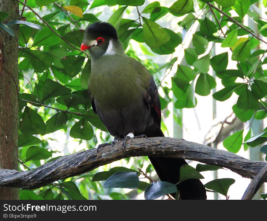 Bird, Fauna, Beak, Tree