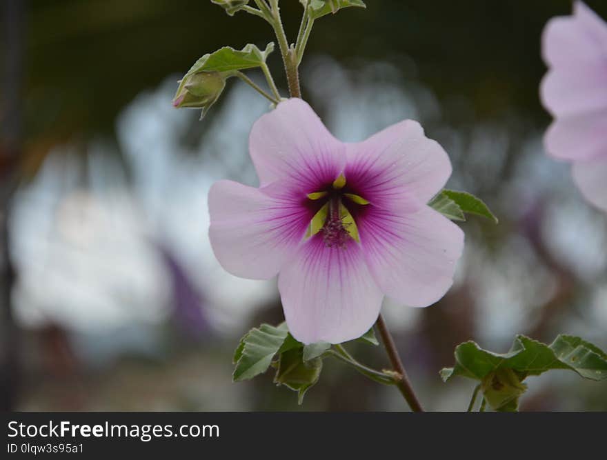 Flower, Plant, Flora, Flowering Plant