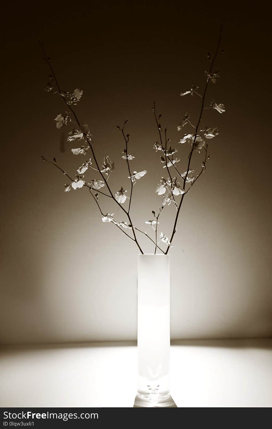 Branch, Twig, Vase, Still Life Photography