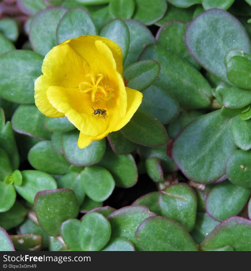 Plant, Flower, Flora, Common Purslane