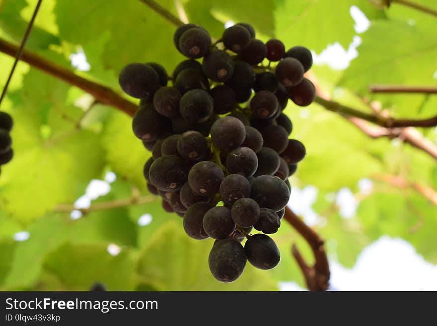 Grape, Fruit, Grapevine Family, Seedless Fruit