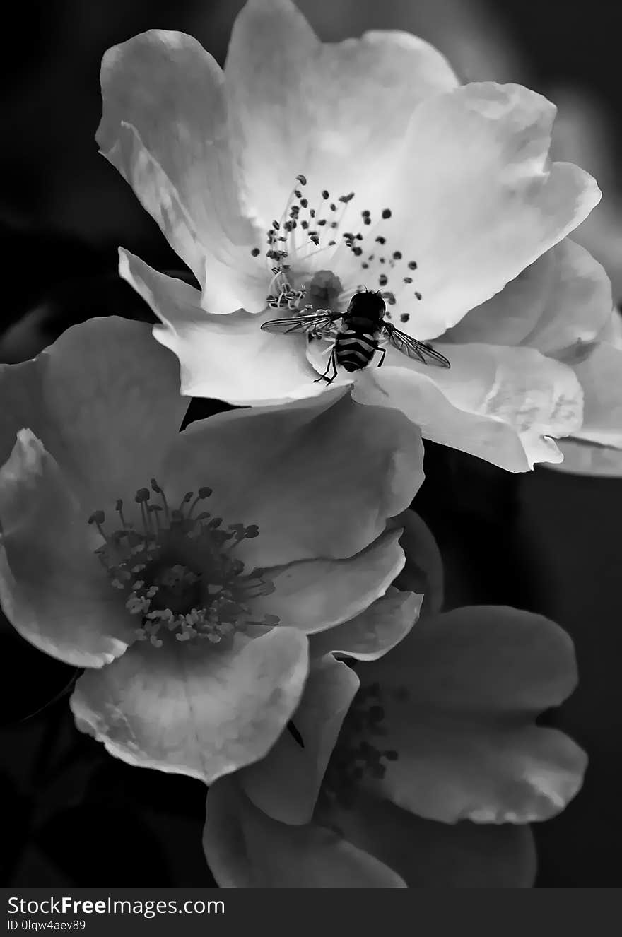 Flower, White, Black And White, Black