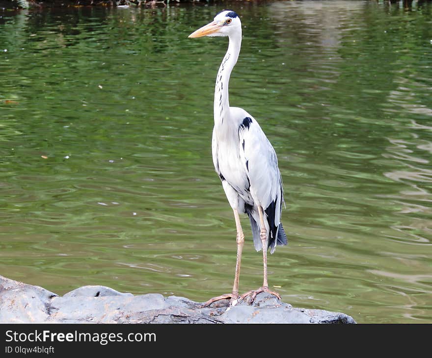 Bird, Stork, Fauna, Crane Like Bird