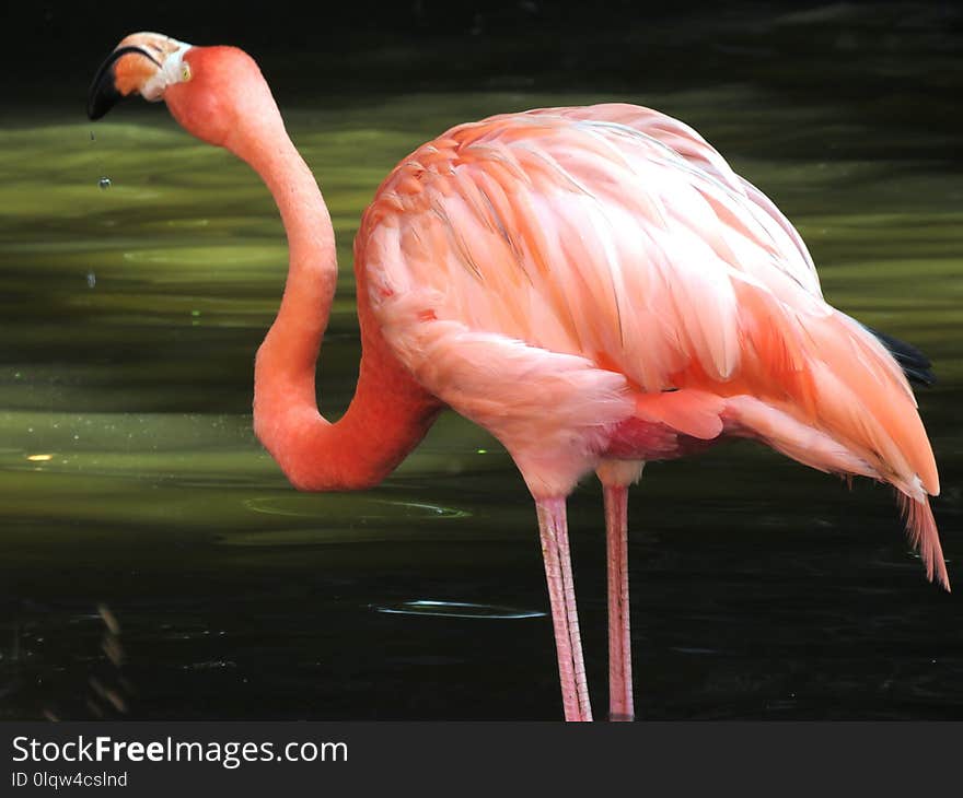 Flamingo, Bird, Water Bird, Beak