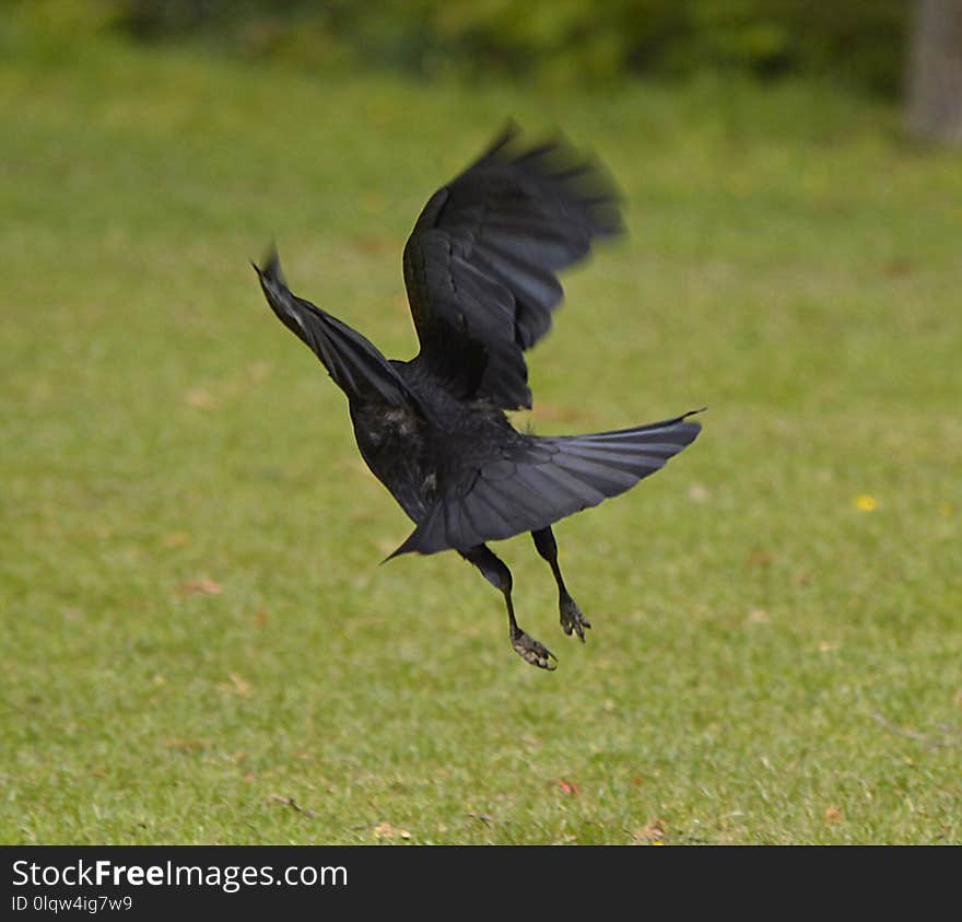 Bird, Fauna, Crow, Crow Like Bird