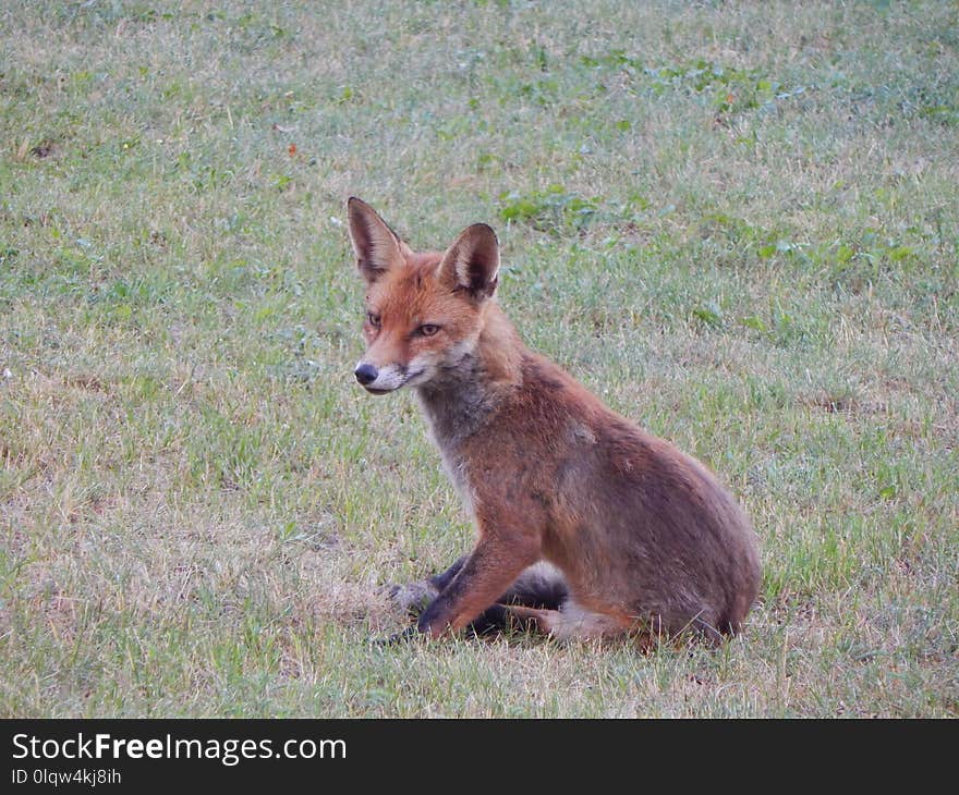 Fox, Wildlife, Mammal, Fauna