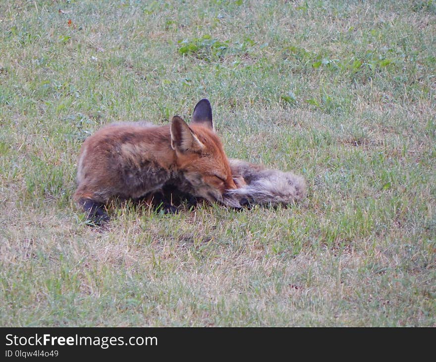 Wildlife, Fauna, Mammal, Wallaby