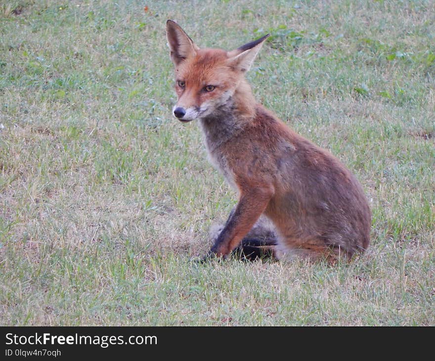 Fox, Wildlife, Red Fox, Fauna