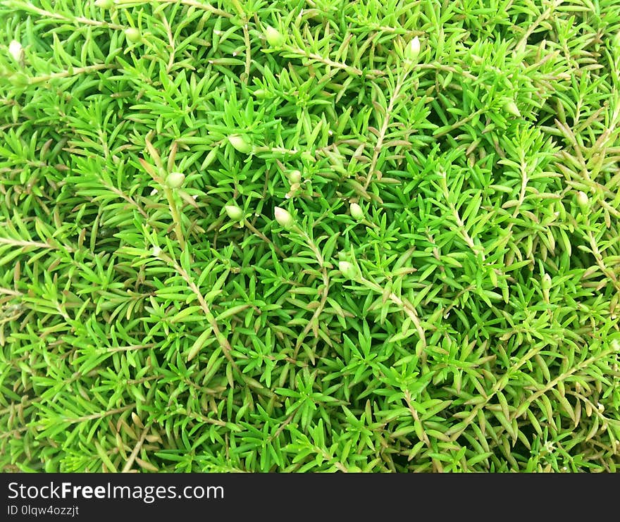 Plant, Grass, Herb, Groundcover