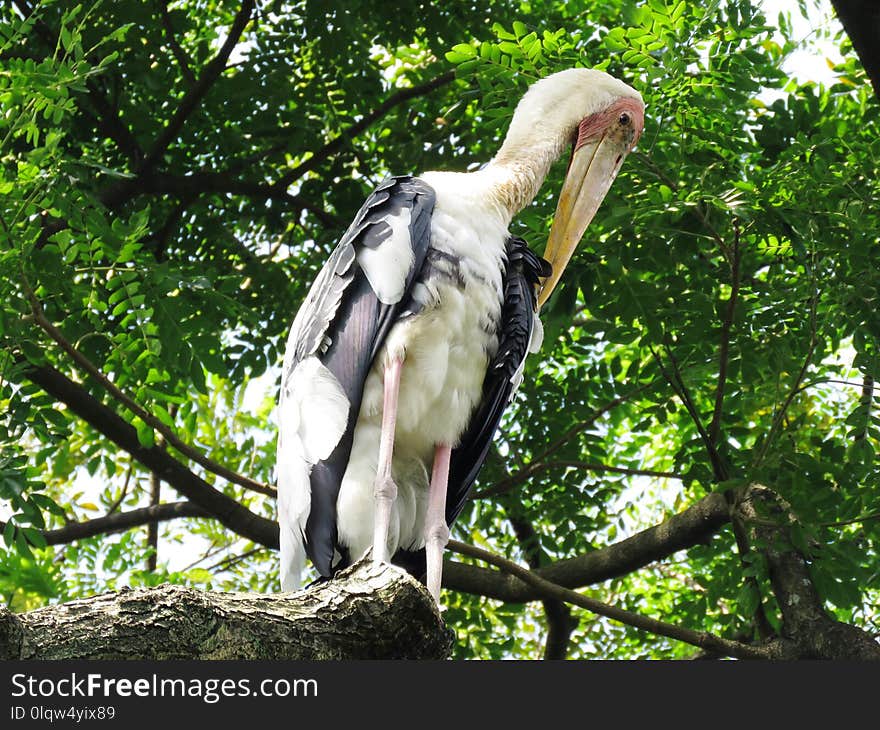 Stork, Bird, Ciconiiformes, Fauna