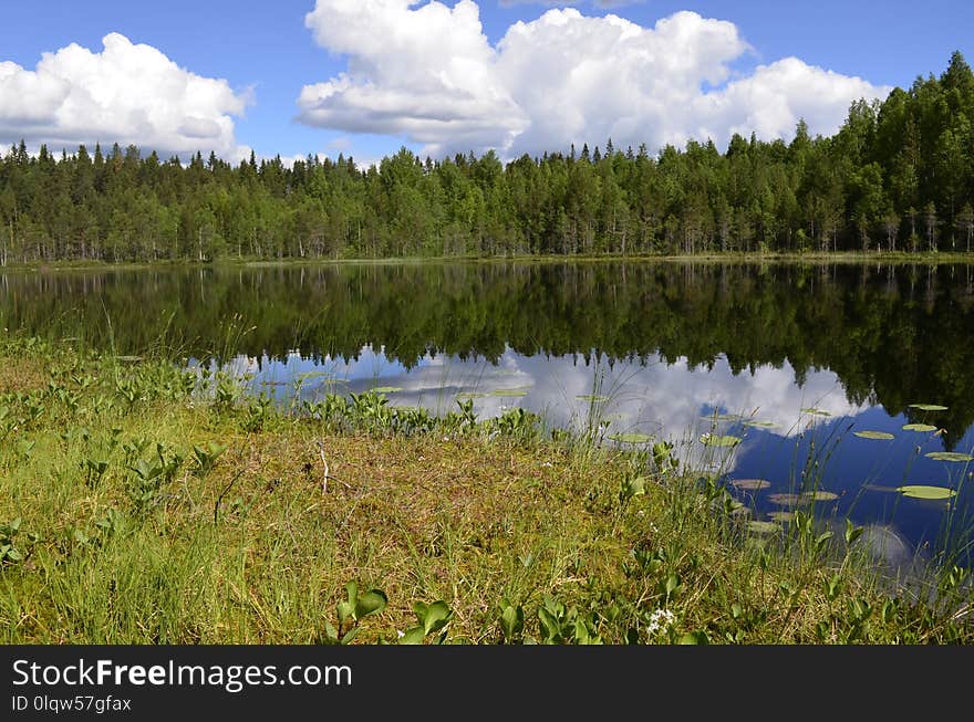 Nature Reserve, Lake, Reflection, Ecosystem