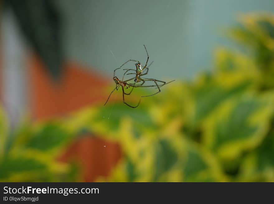 Insect, Invertebrate, Macro Photography, Close Up