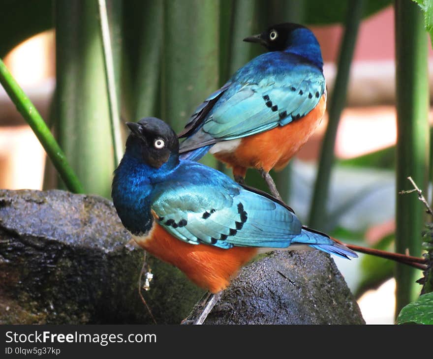 Bird, Fauna, Beak, Bluebird