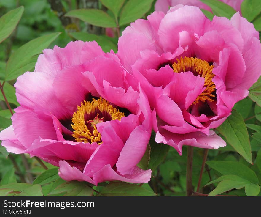 Flower, Plant, Peony, Flowering Plant