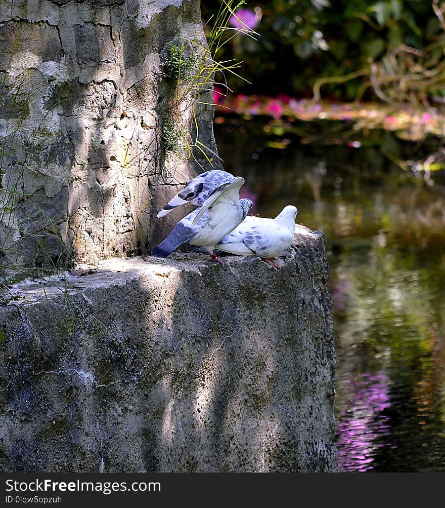 Bird, Water, Reflection, Tree