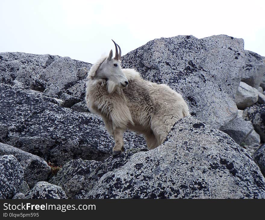 Mountain Goat, Mammal, Fauna, Goats