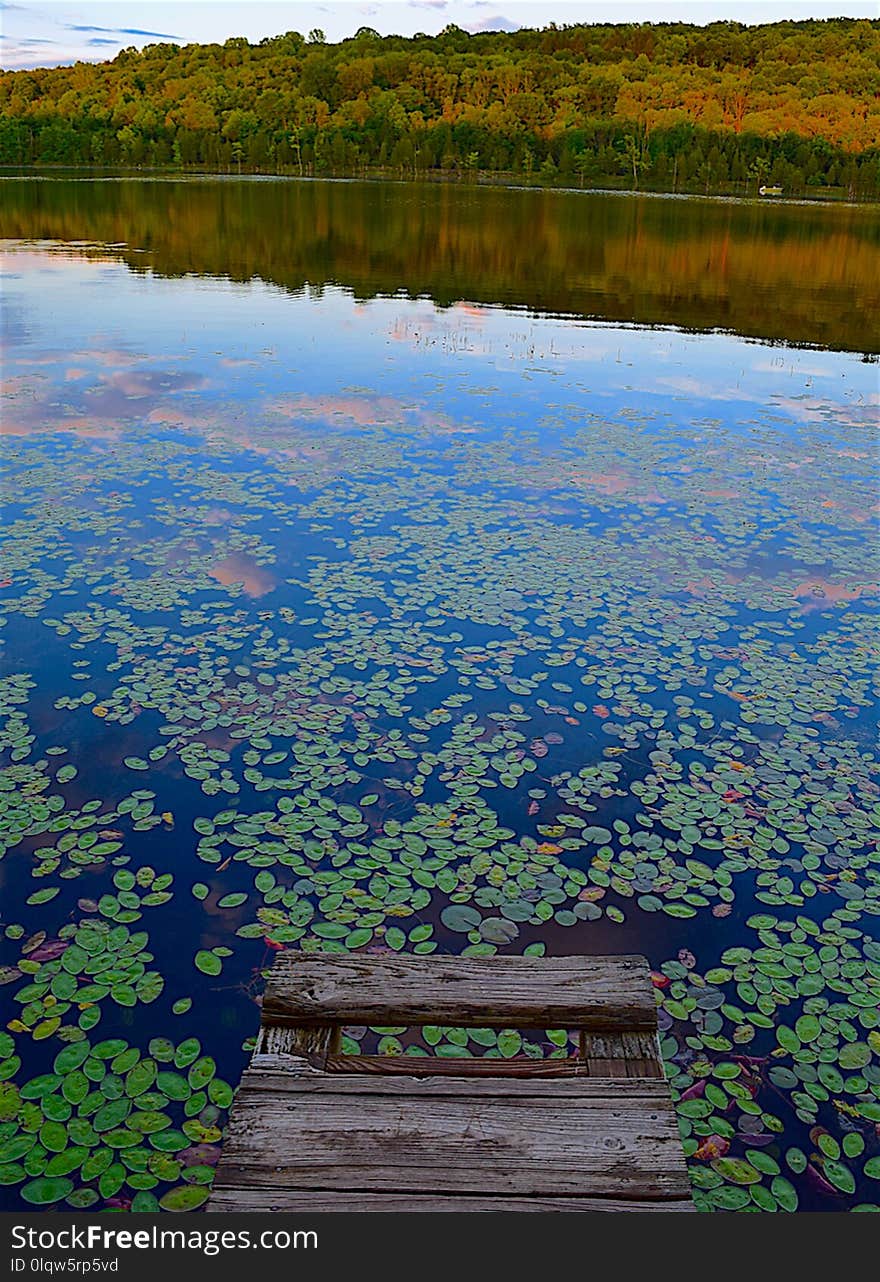 Water, Nature, Reflection, Wetland