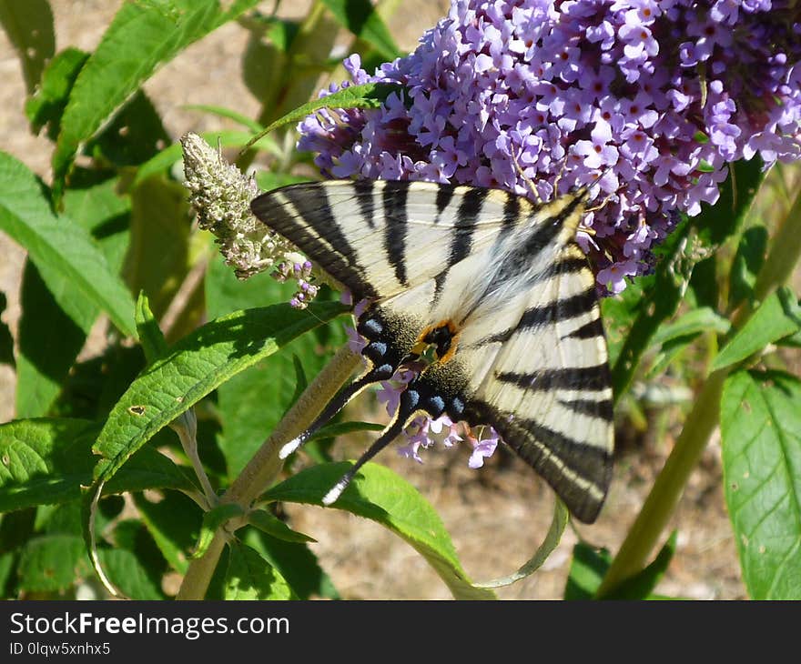 Butterfly, Moths And Butterflies, Insect, Brush Footed Butterfly