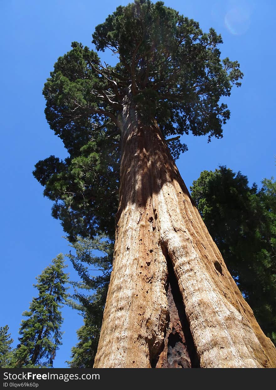 Tree, Woody Plant, Sky, Vegetation