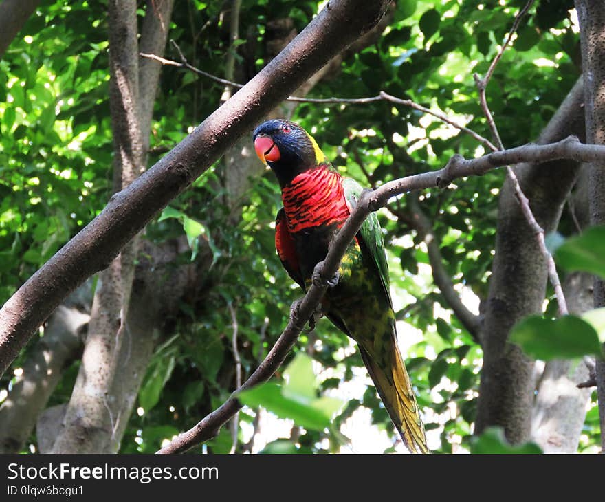 Bird, Fauna, Beak, Tree