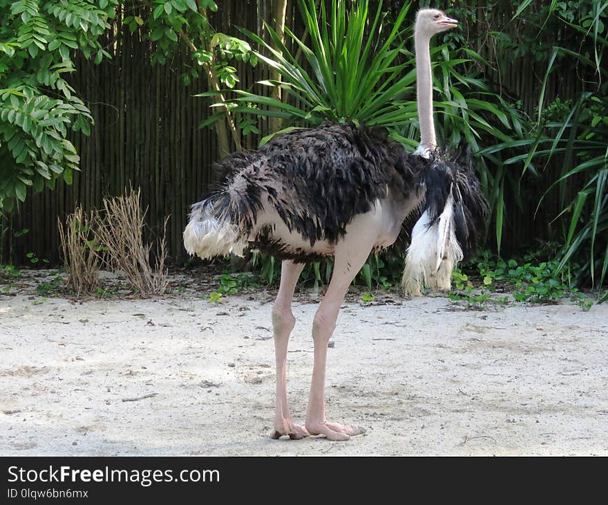 Ostrich, Ratite, Flightless Bird, Bird