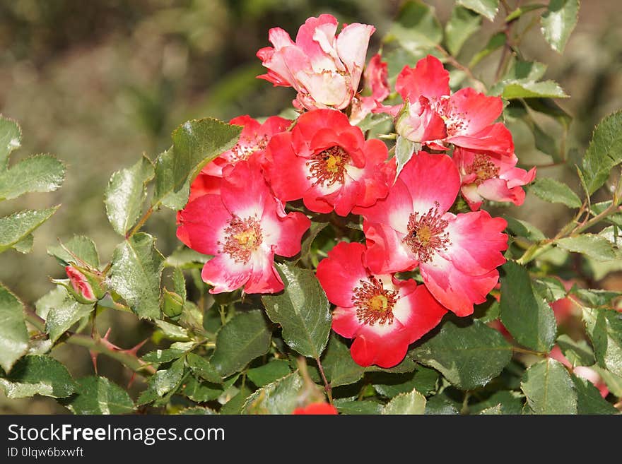 Flower, Flowering Plant, Rose Family, Plant