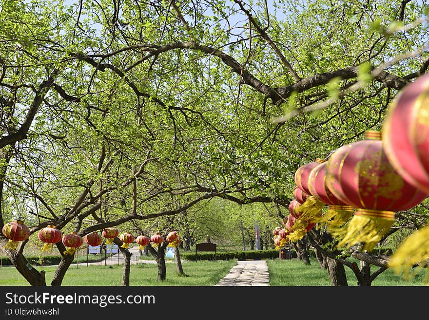 Plant, Tree, Nature, Flower