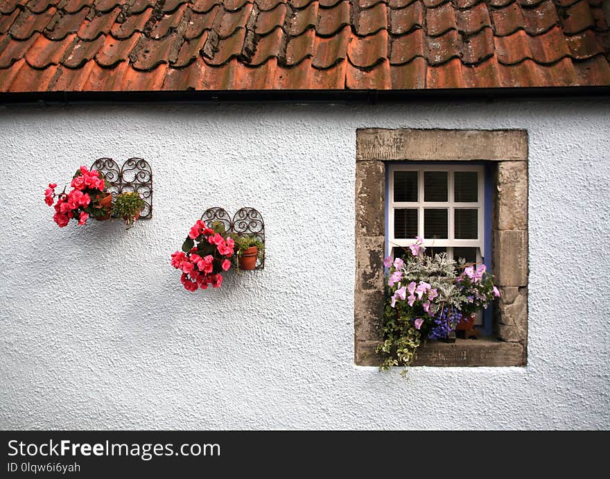 Flower, Wall, Window, House