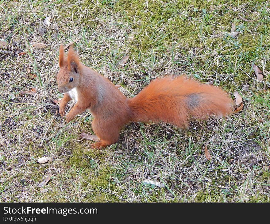 Fauna, Squirrel, Mammal, Wildlife