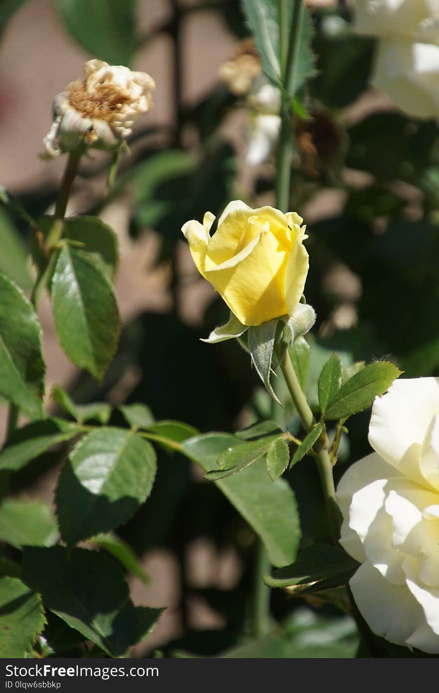 Rose Family, Flower, Flowering Plant, Rose