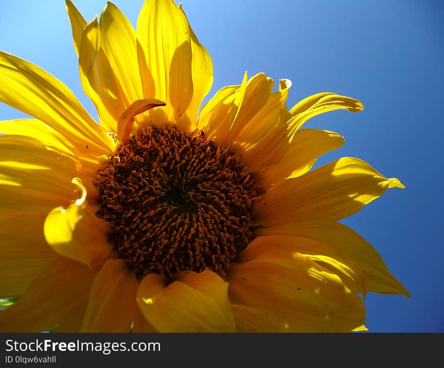 Flower, Sunflower, Yellow, Sunflower Seed