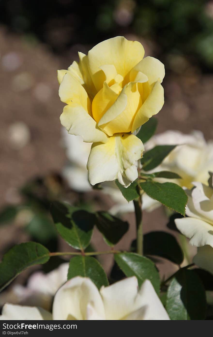 Flower, Rose, Rose Family, Yellow