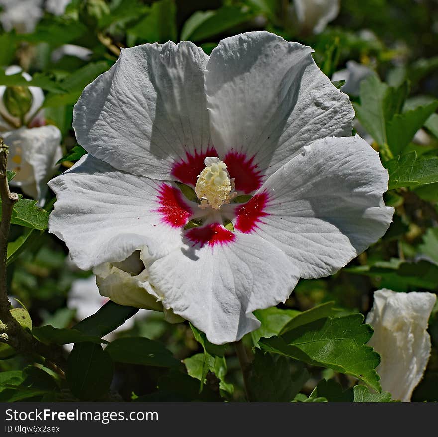 Flower, Plant, Hibiscus, Flowering Plant