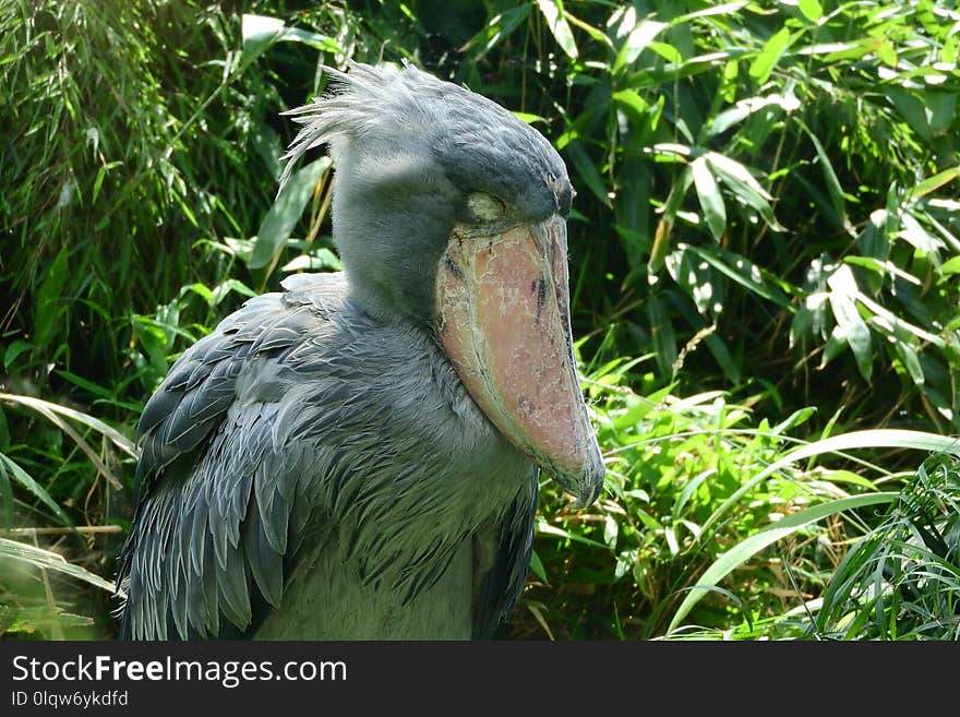 Beak, Bird, Fauna, Nature Reserve