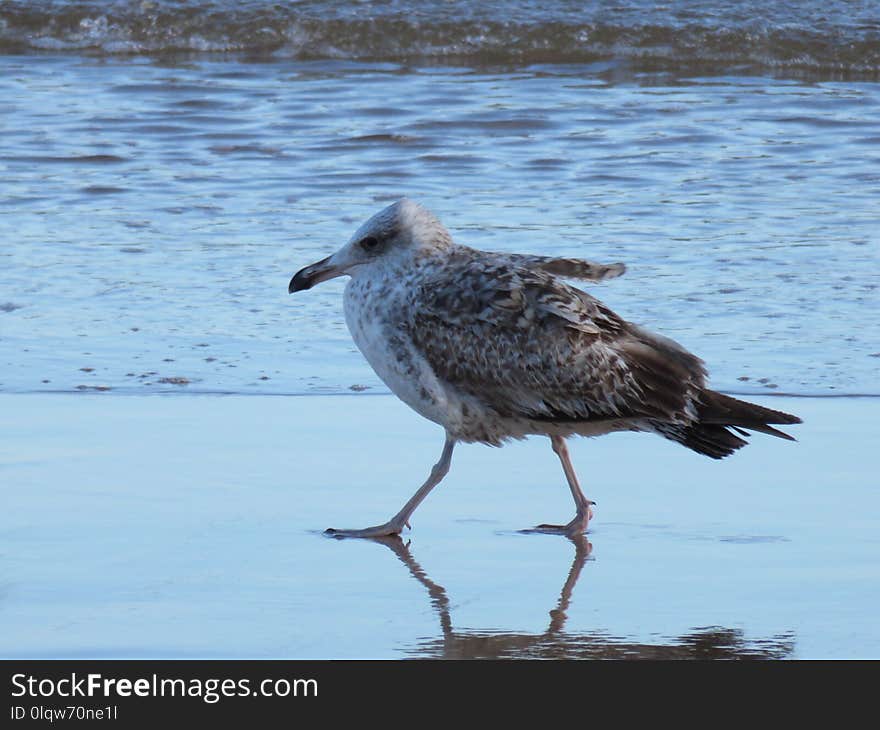 Bird, Seabird, Fauna, Beak